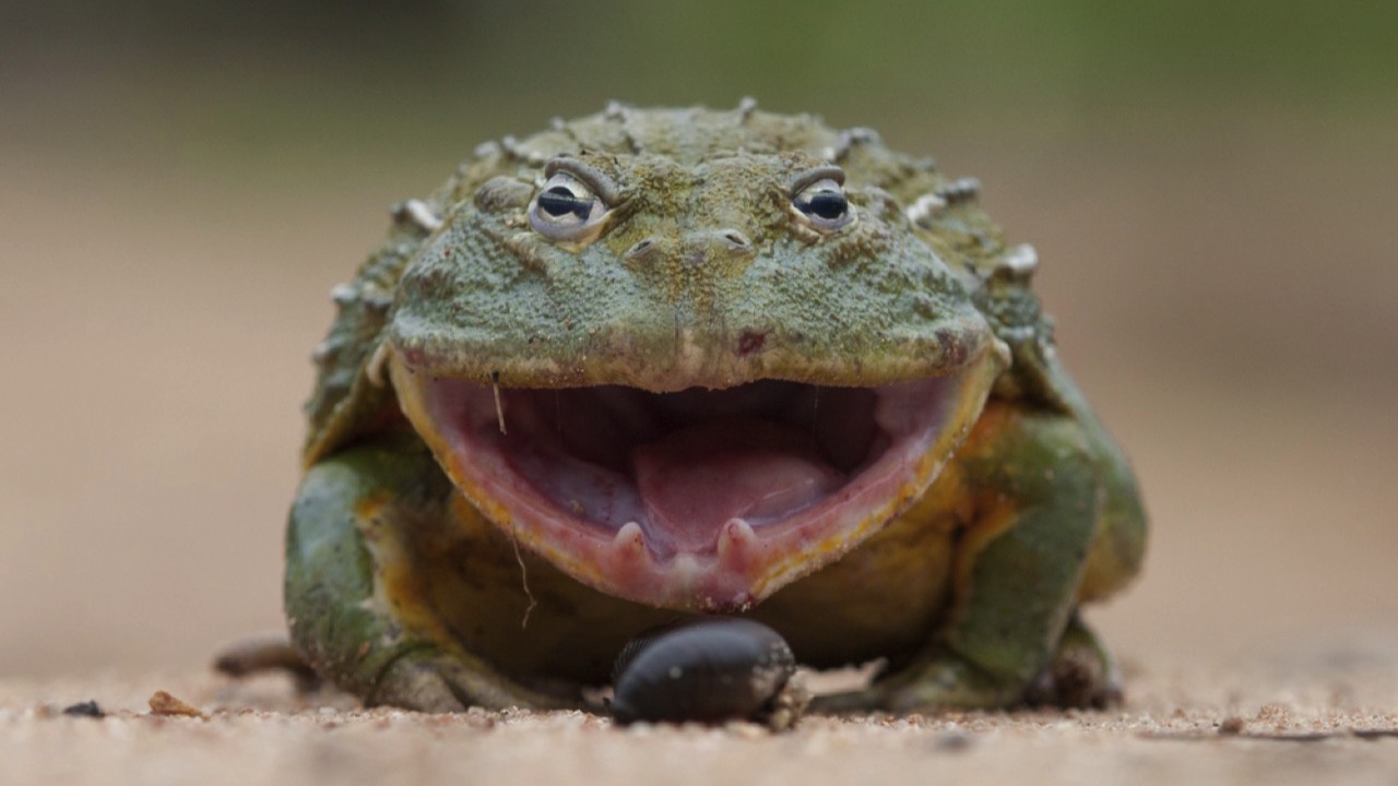 African bullfrogs