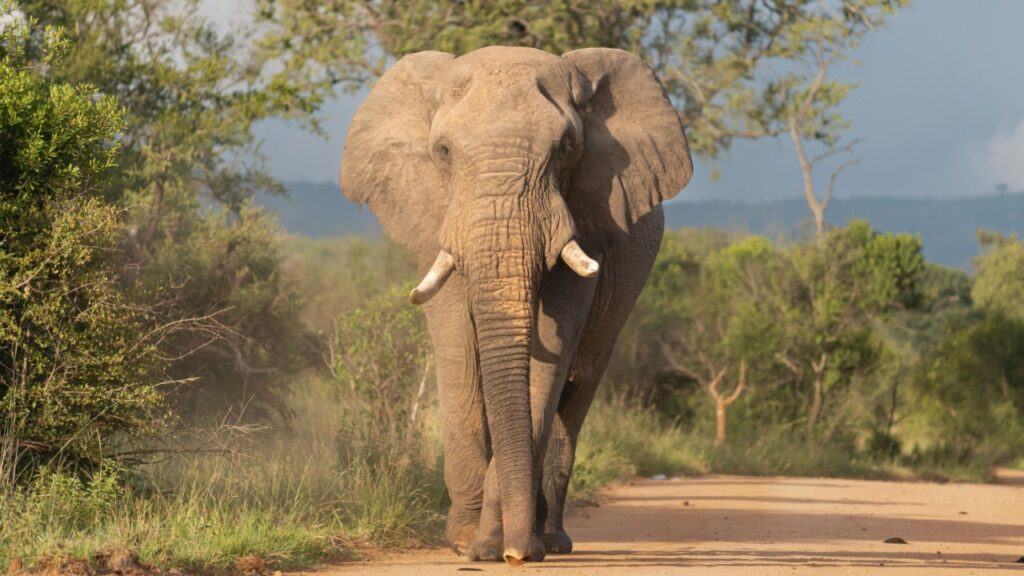 African-Bush-Elephant