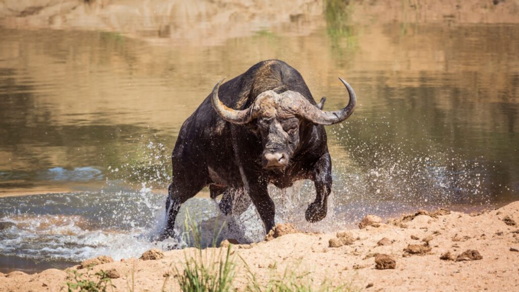 Cape Buffalo