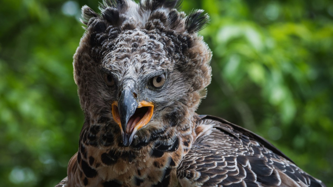 African Crowned Eagle