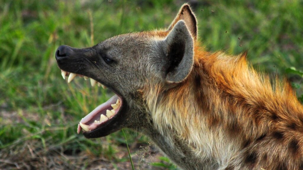 African Spotted Hyena