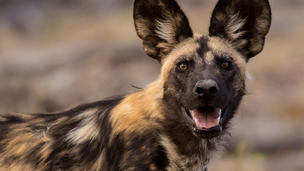 African Wild Dog