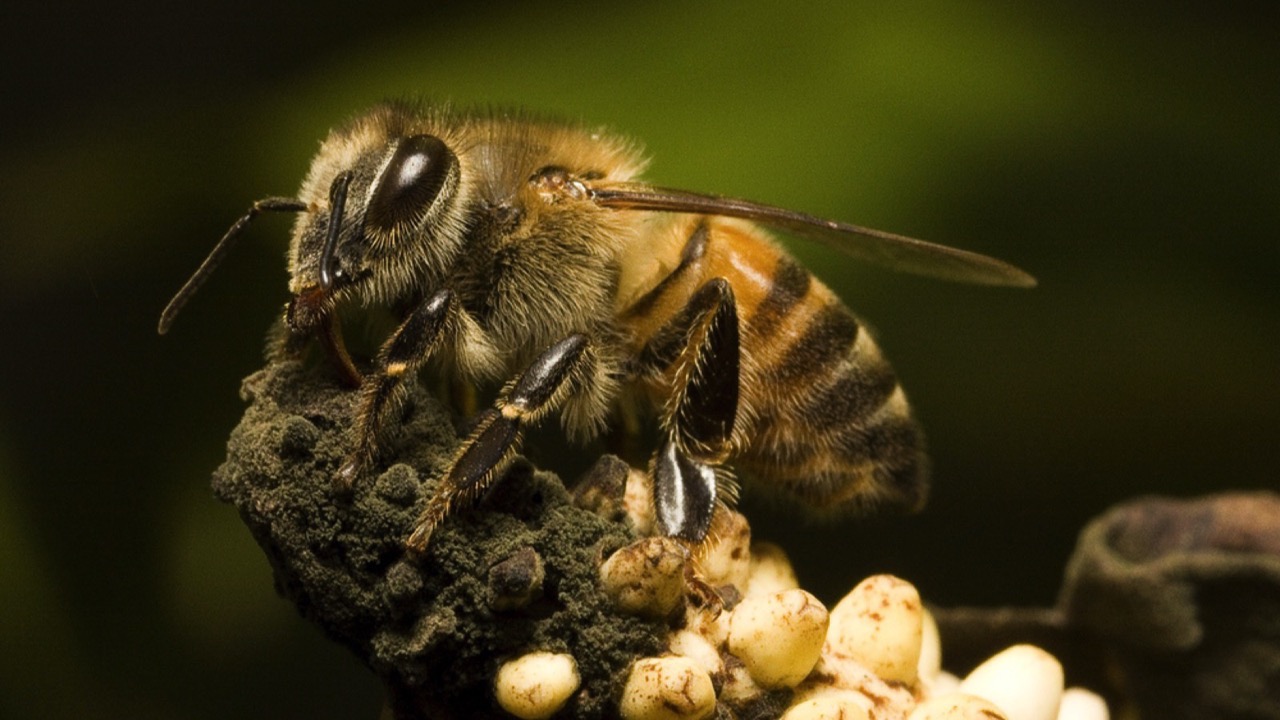 Africanized Honey Bee