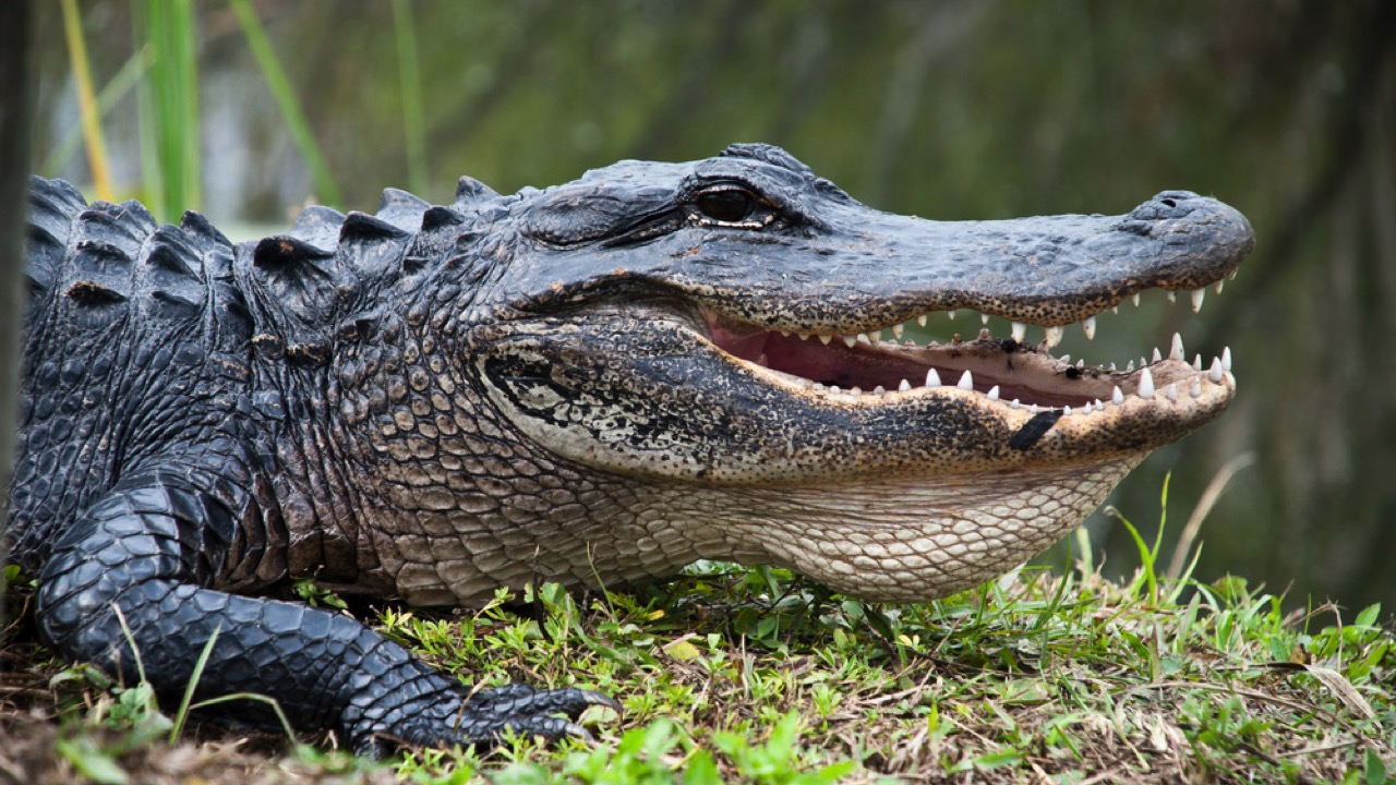 American Alligator