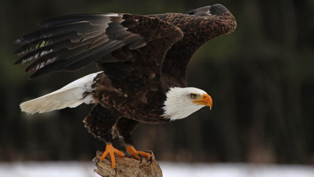 American-Bald-Eagle