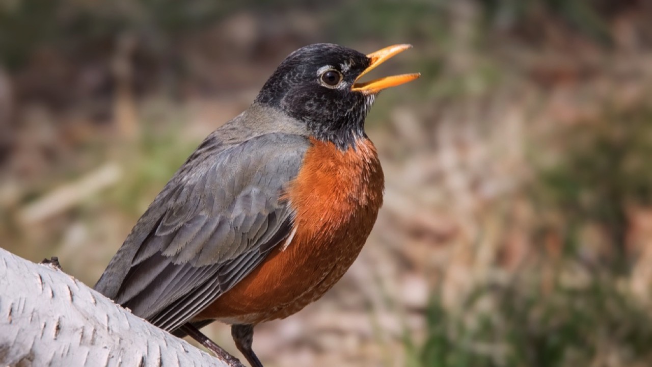 American Robin