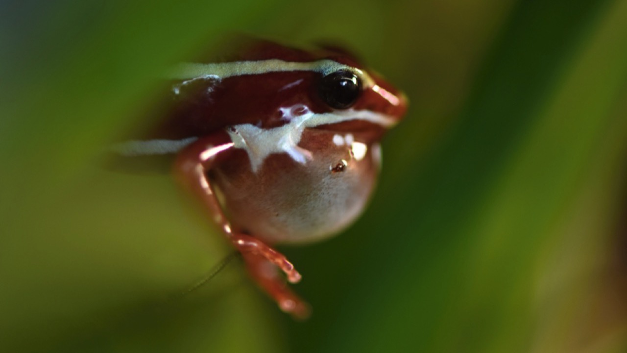 Anthony's Poison Arrow Frog