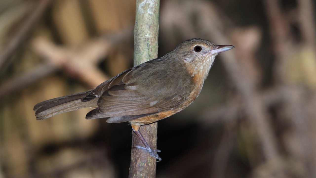 Arafura shrikethrush