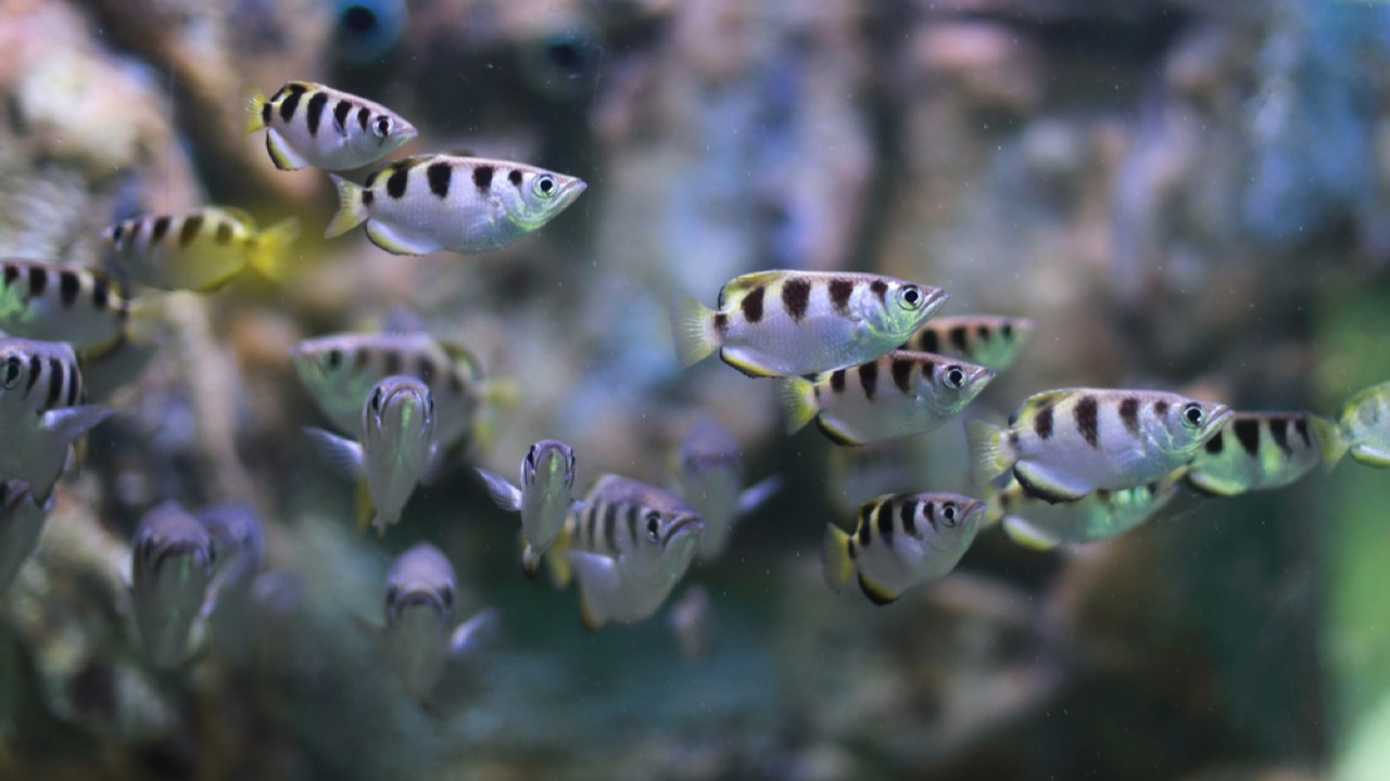 Archerfish