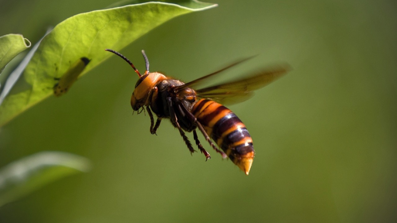 Asian Giant Hornet