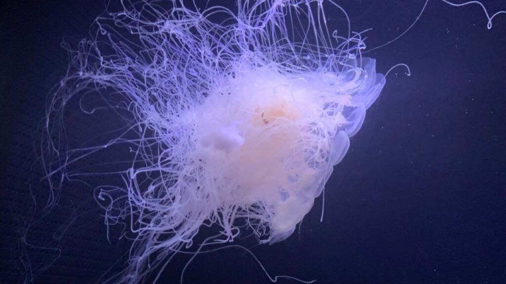 Australian-Box-Jellyfish