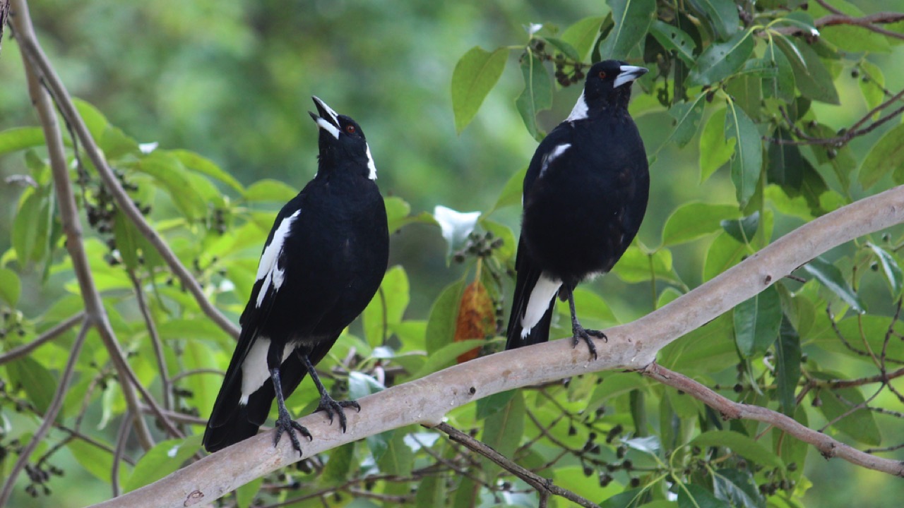 Australian Magpie