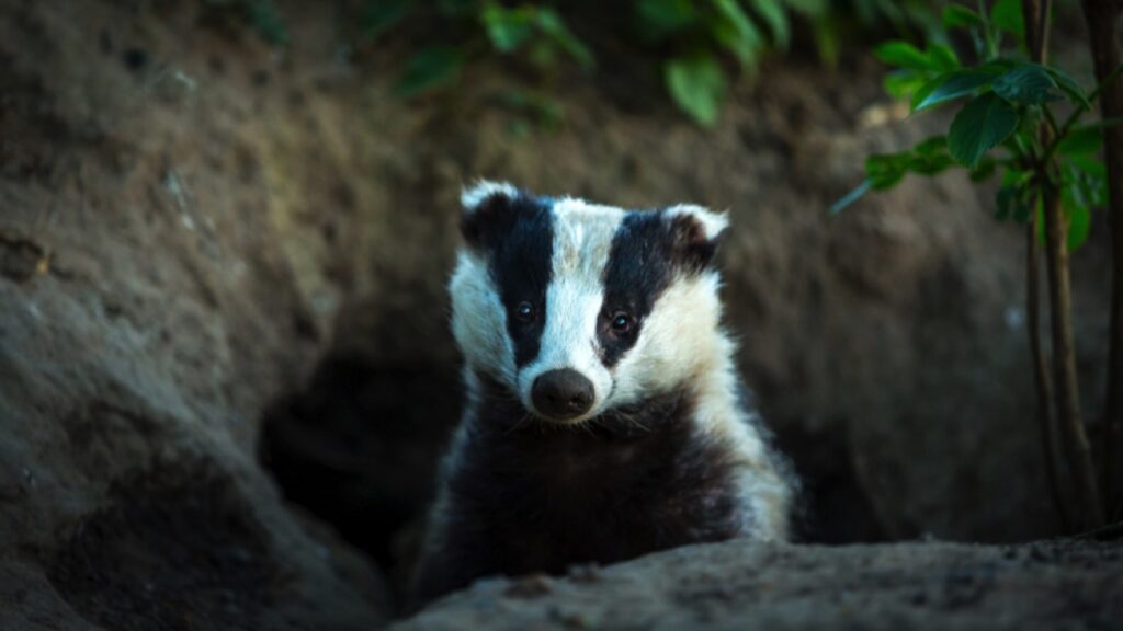 12 Nocturnal UK Animals You'll Want to Spot - Outlandish Owl