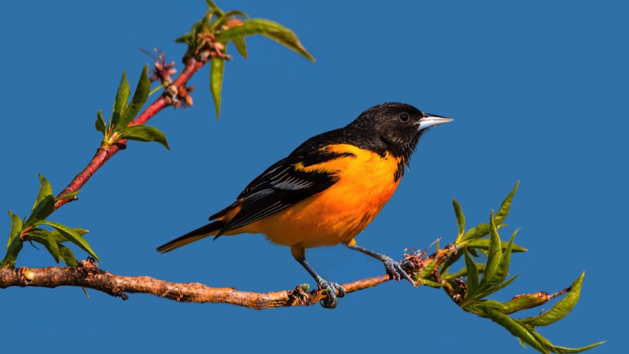 Baltimore Oriole