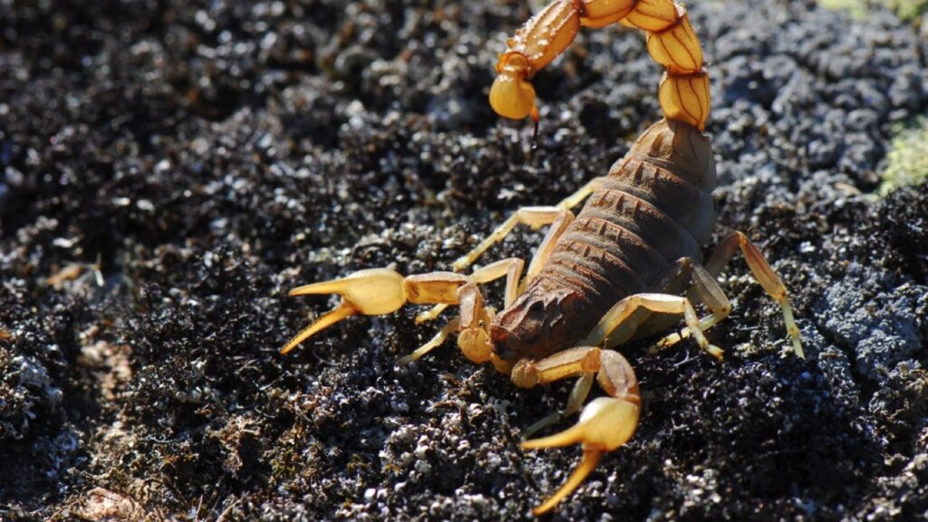 Bark-Scorpion