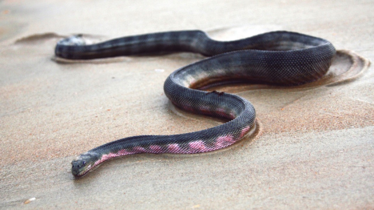 Beaked Sea Snake