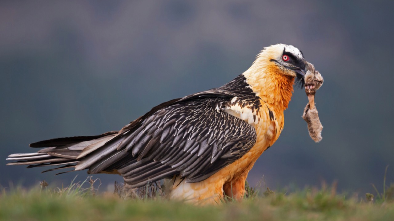 Bearded-Vulture-eating-bones