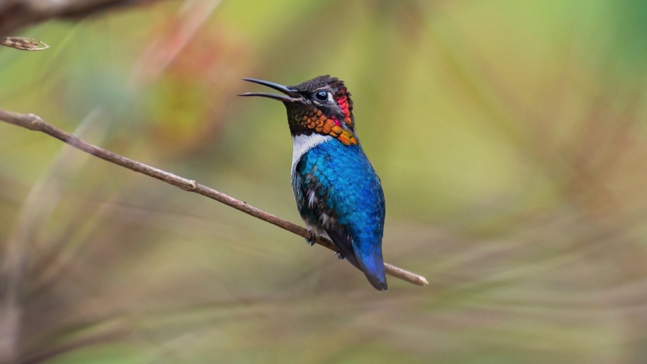 Bee  Hummingbird