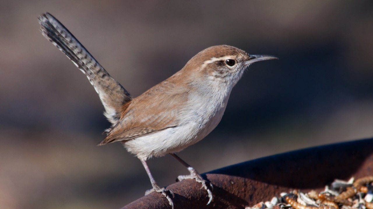 Bewicks Wren