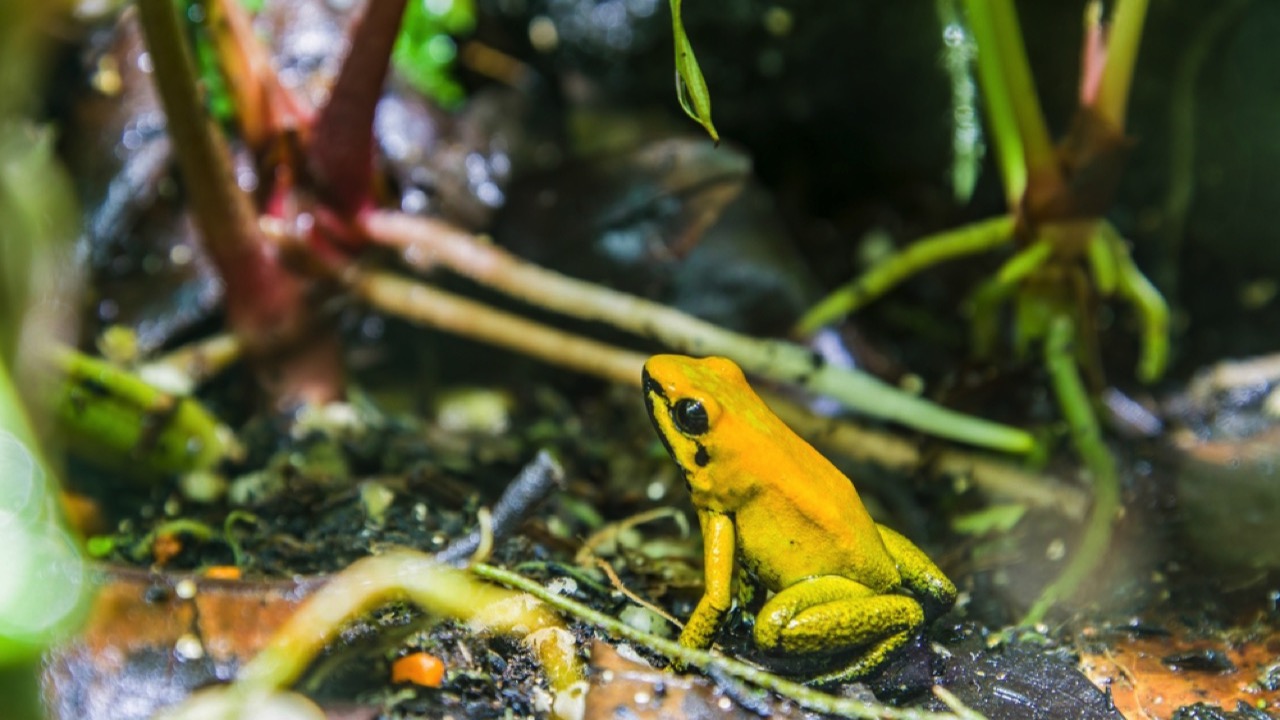 Black-Legged Poison Dart Frog 