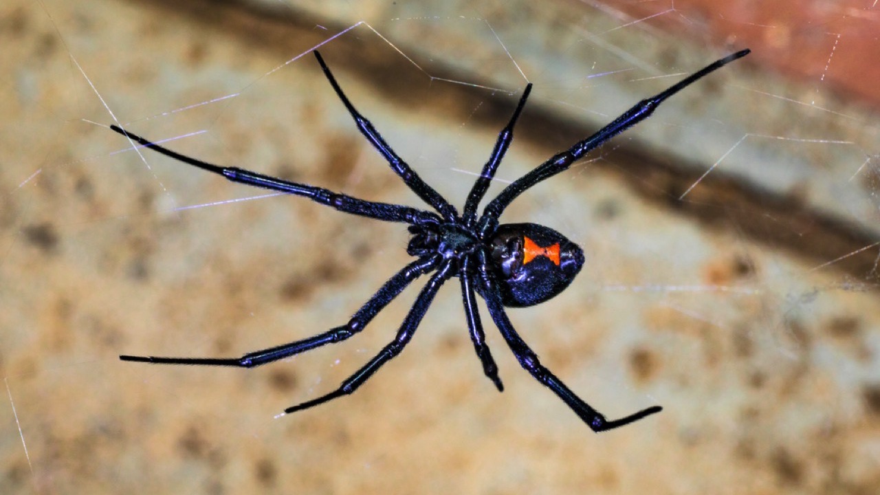 Black-Widow-Spider