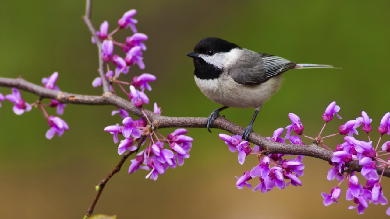 Black-capped Chickadee