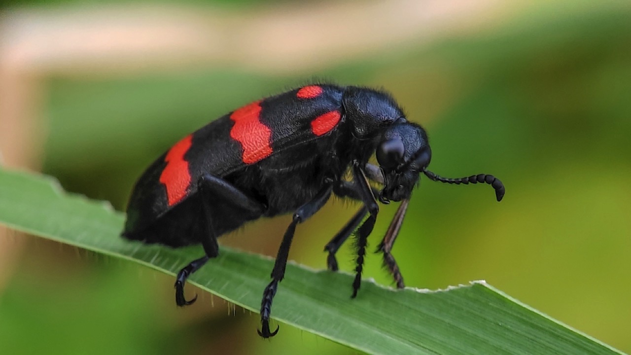 Blister Beetle