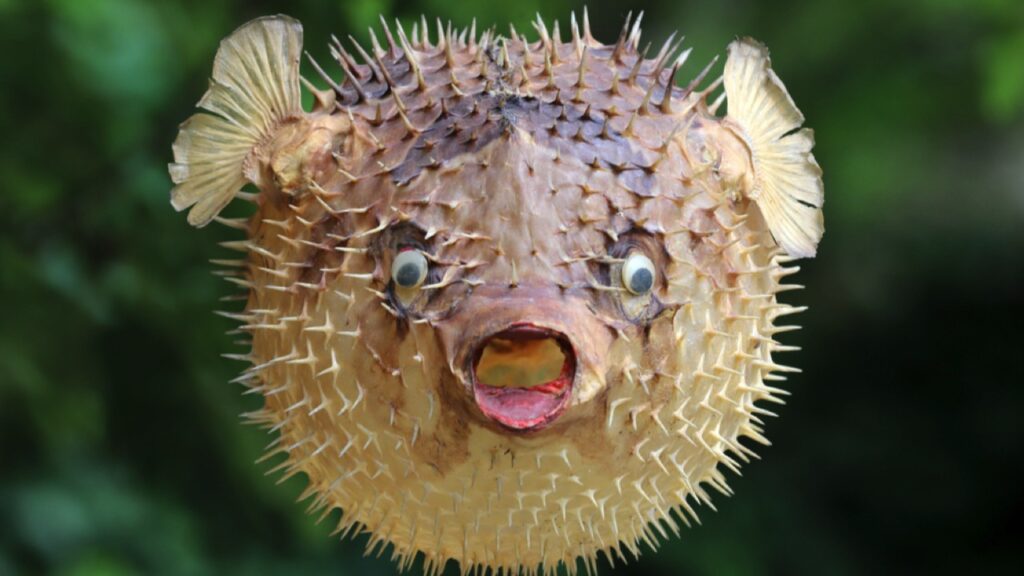 Blowfish or Pufferfish