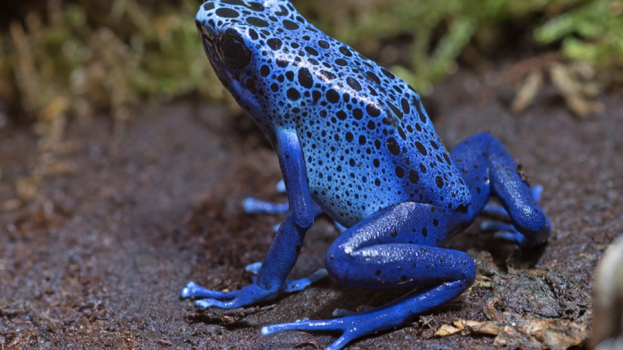 Blue Poison Dart Frog 