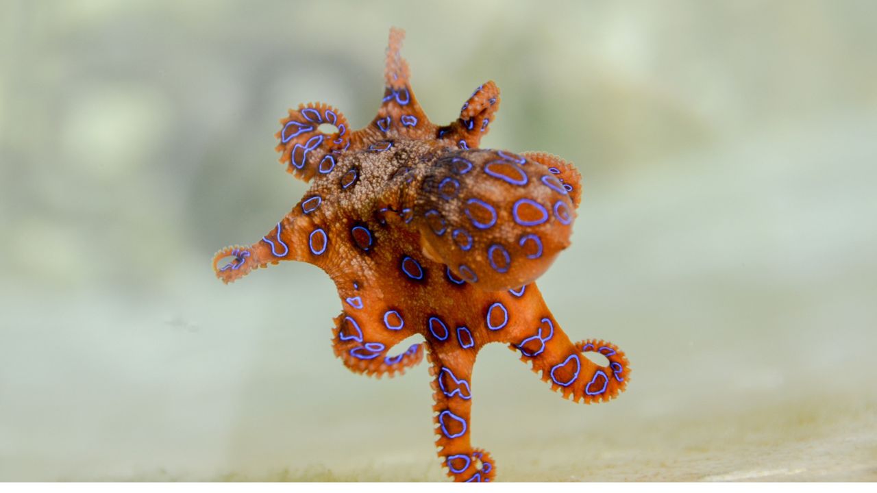 Blue-Ringed Octopus