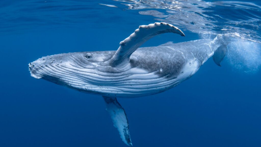 Blue-Whale