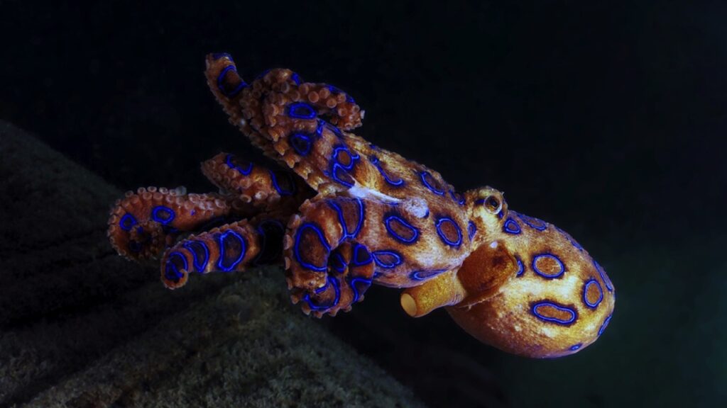 Blue-Ringed Octopus