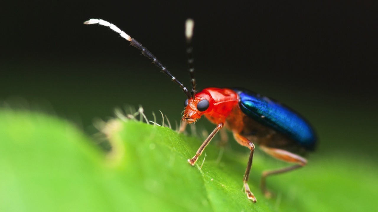 Bombardier Beetle