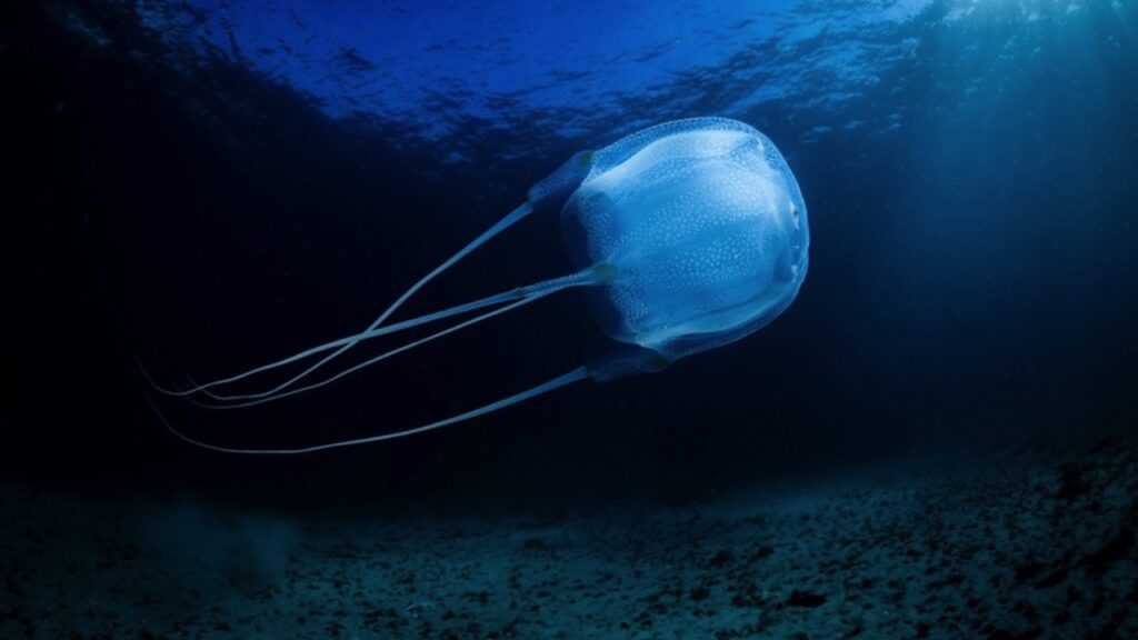 Box Jellyfish