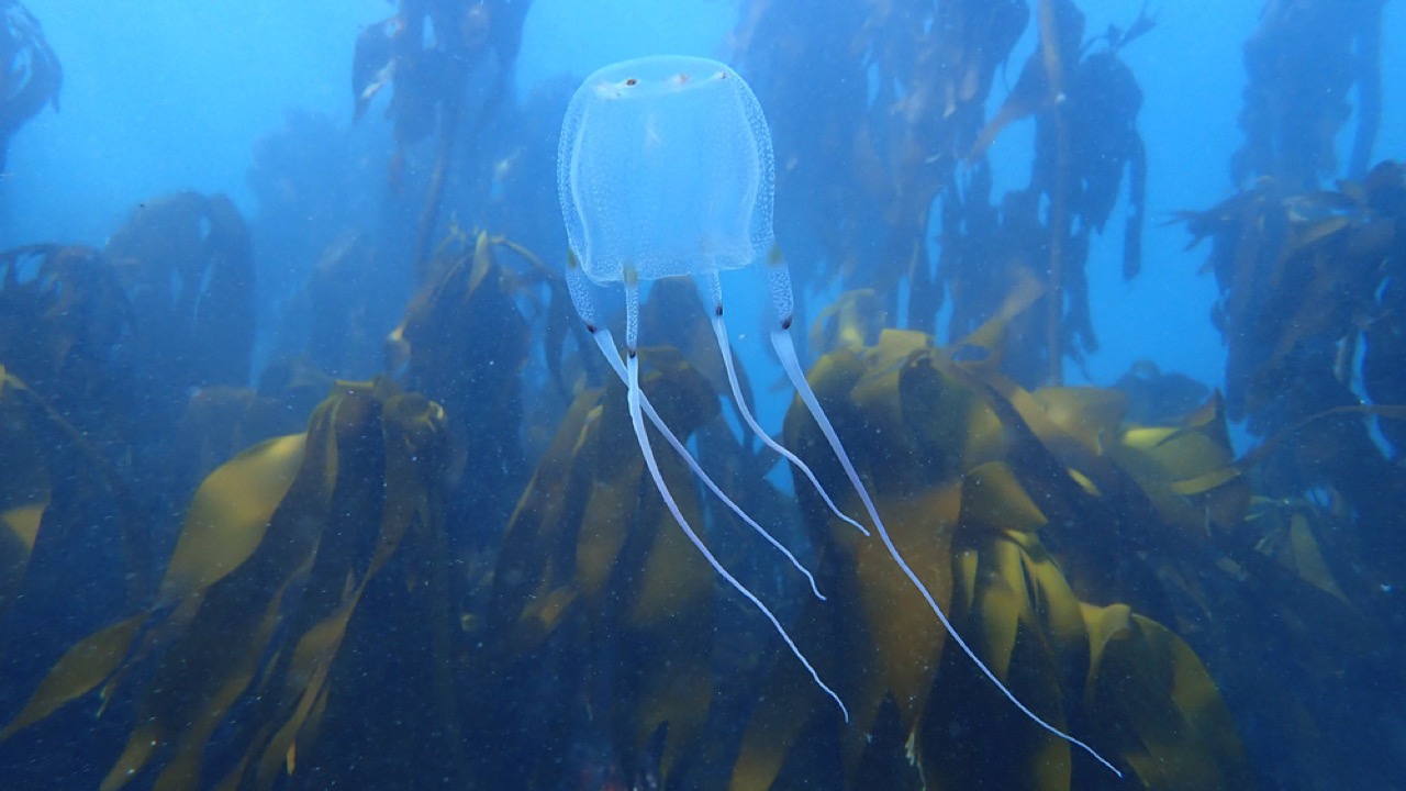 Box jellyfish in the Cape Town