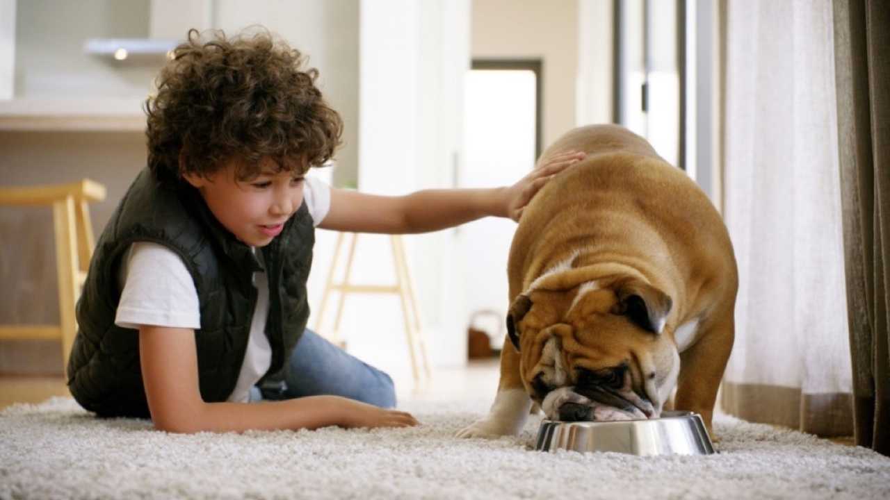 Boy feeding cat