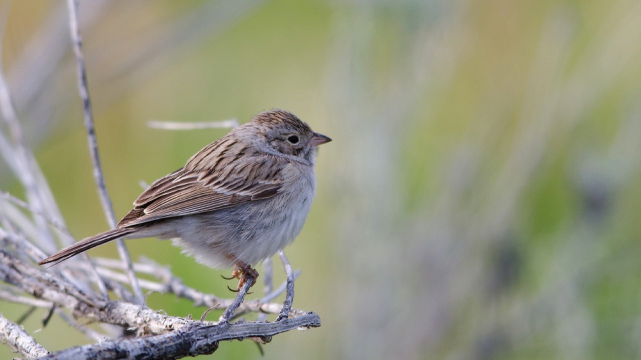 Brewer's sparrows