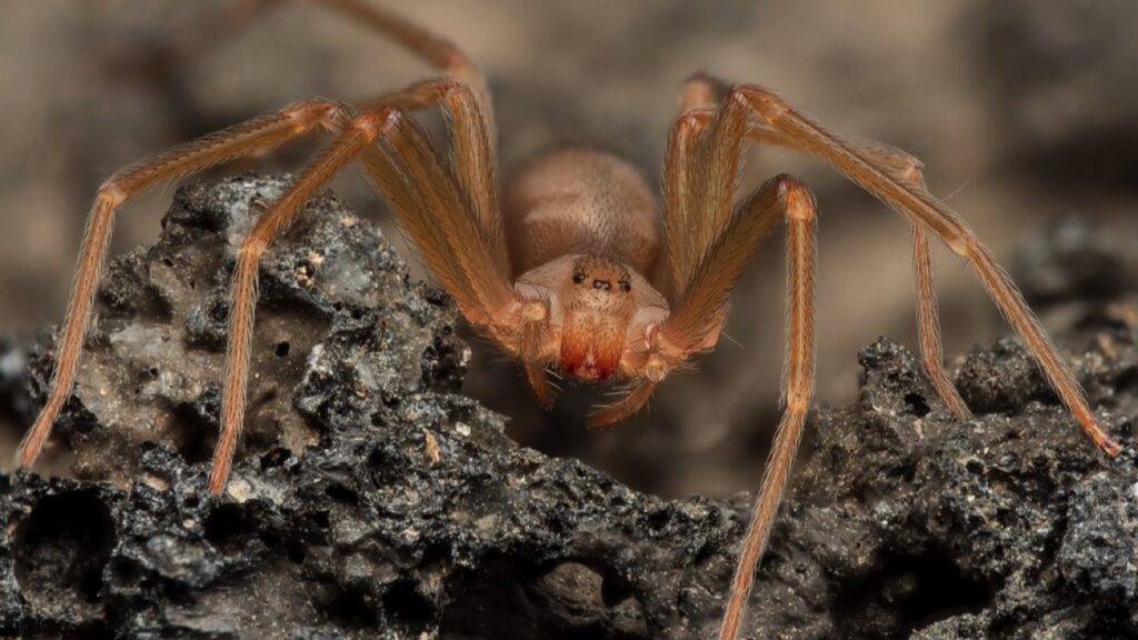 Brown-Recluse-Spider-