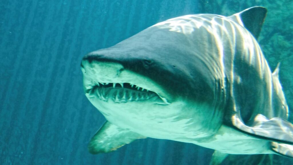 Bull Shark