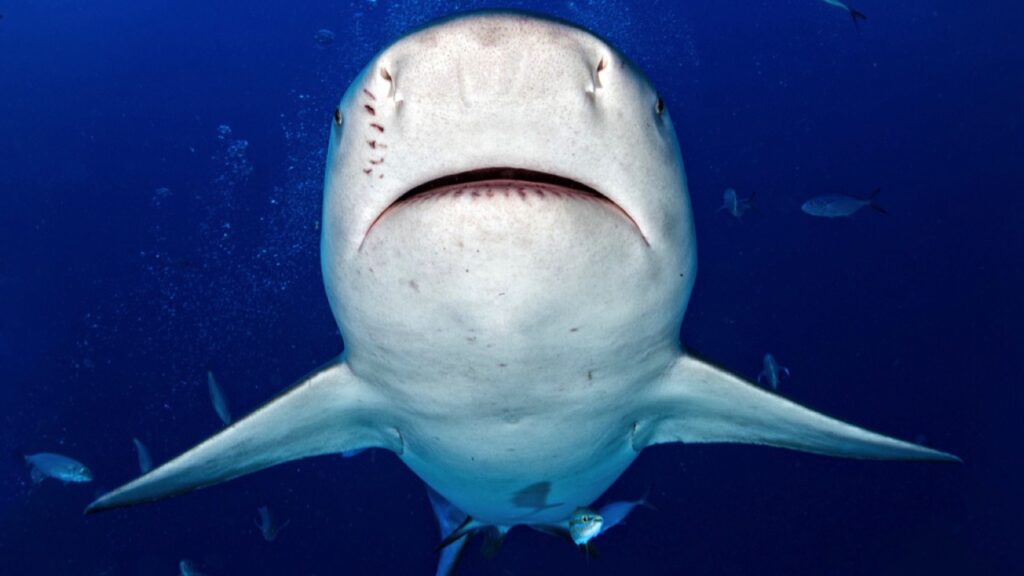 Bull Shark ready to attack