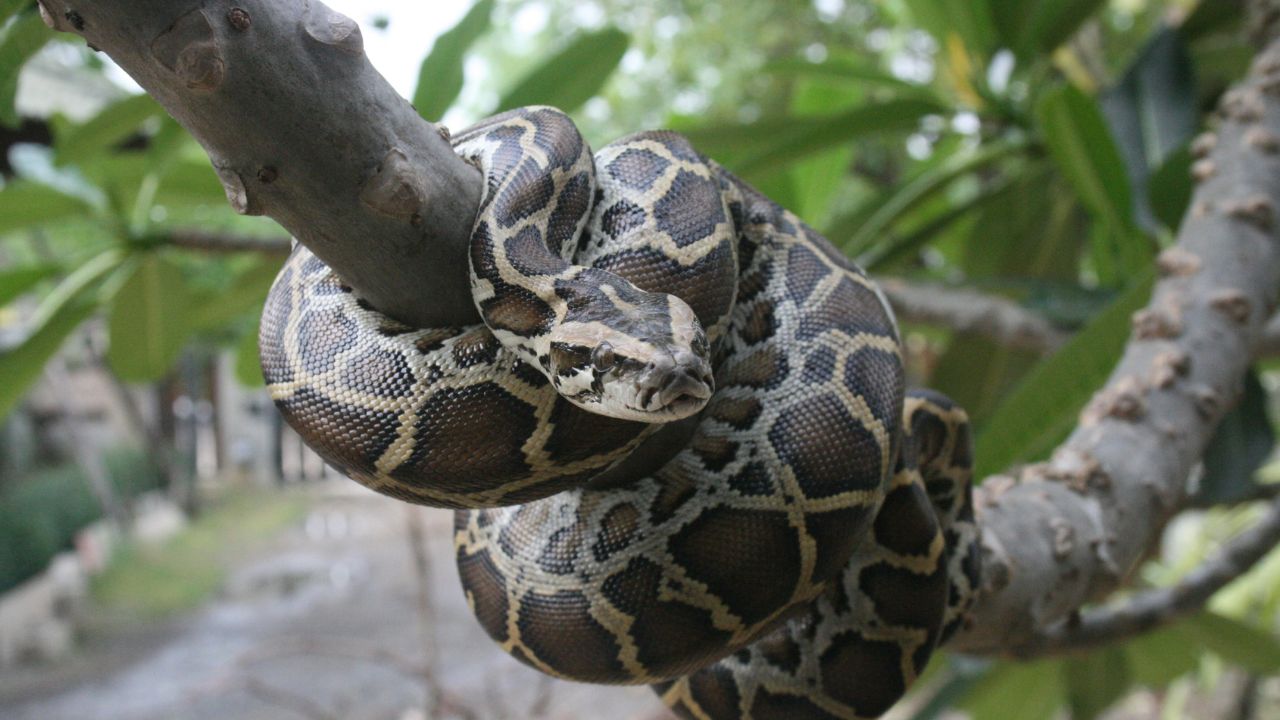 Burmese Python