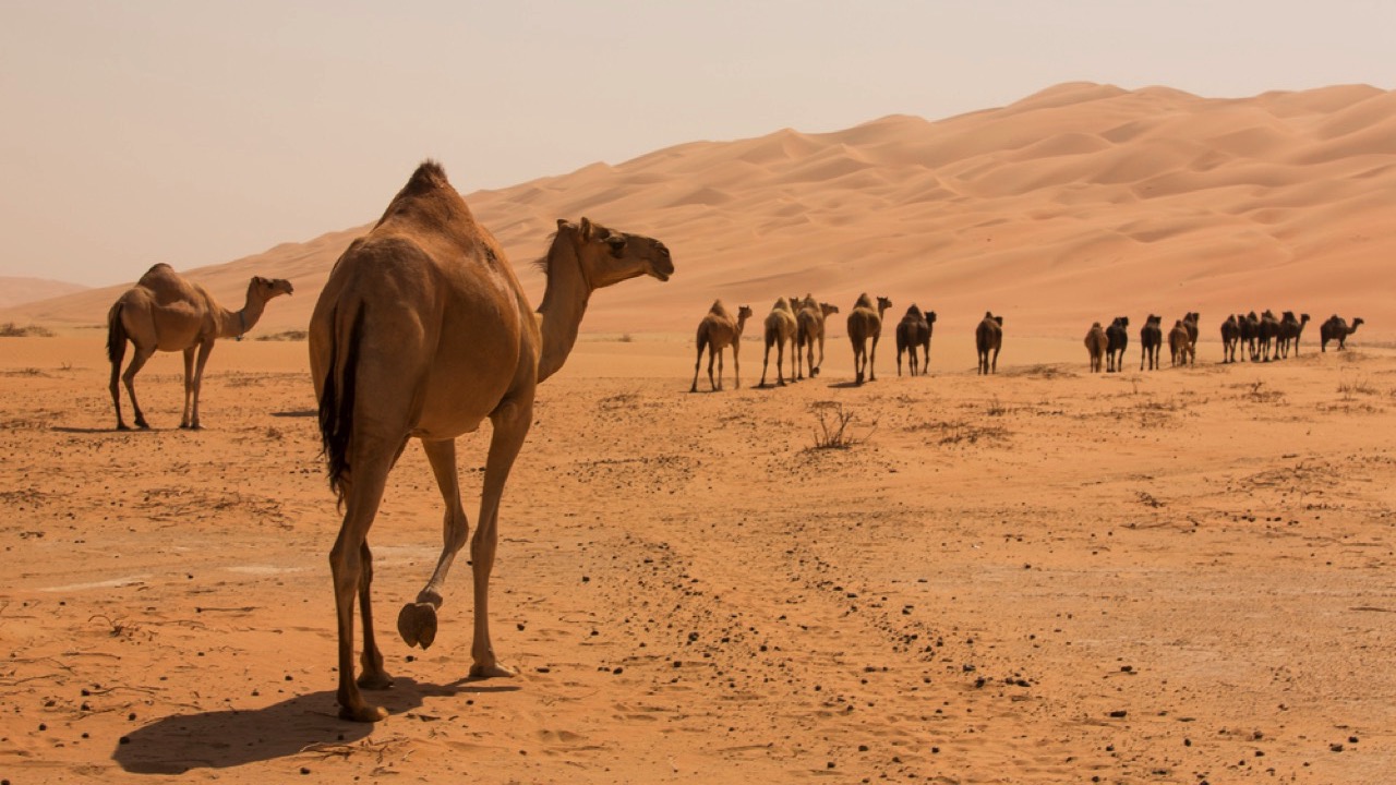 Camels