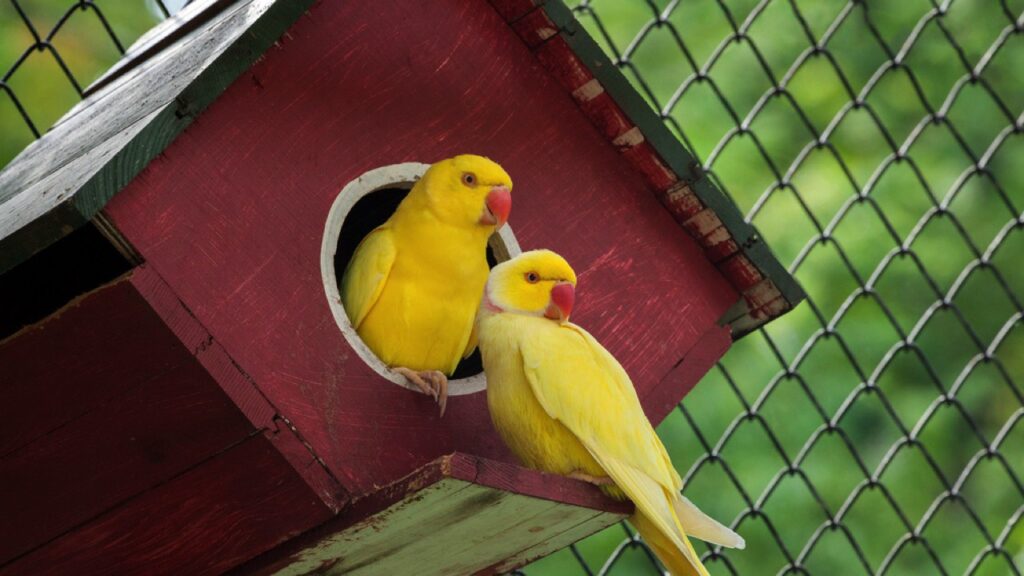 Beautiful Canary birds