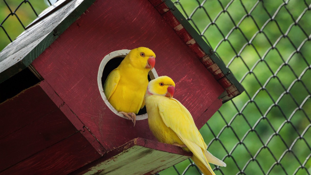 Beautiful Canary birds