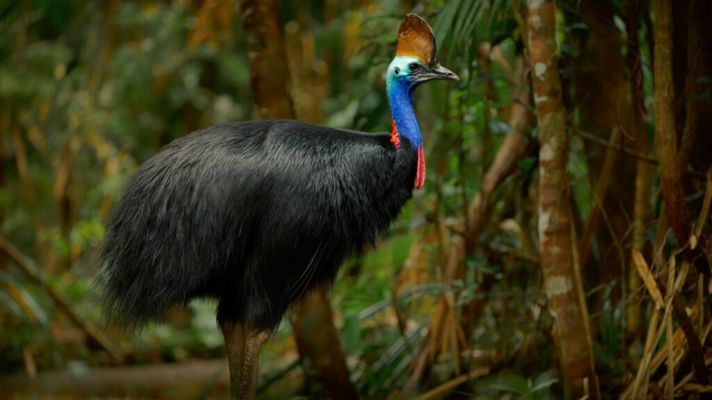 Cassowary