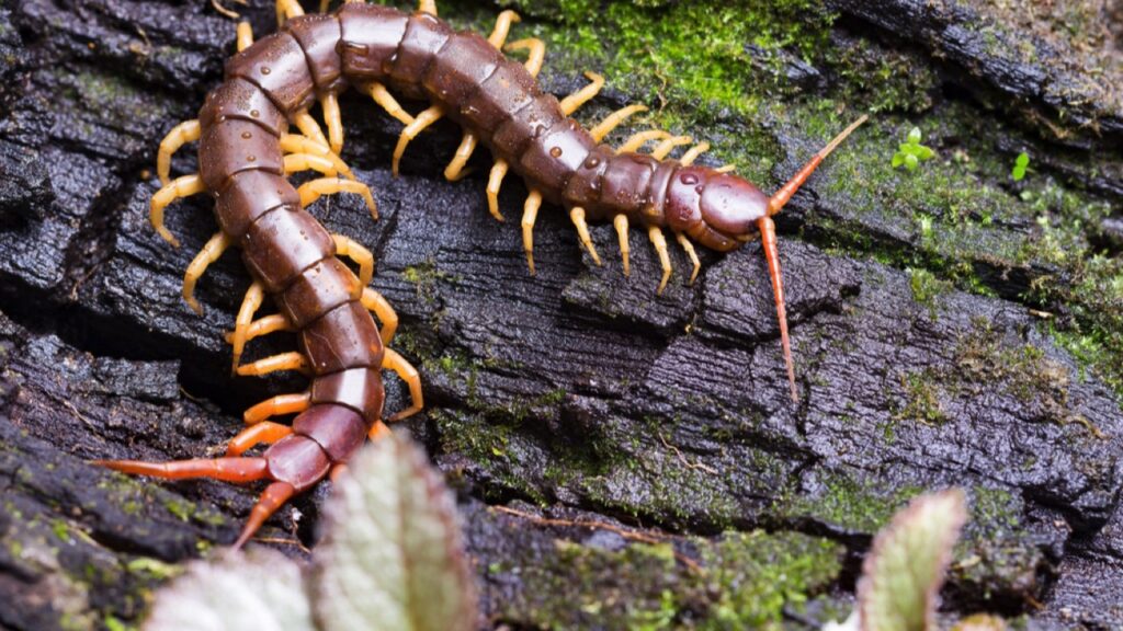 Centipede