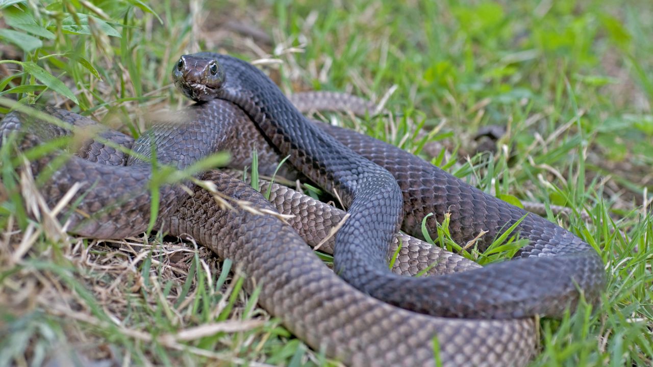 Coachwhip Snake