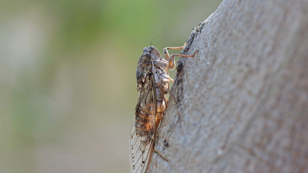 Cicadas