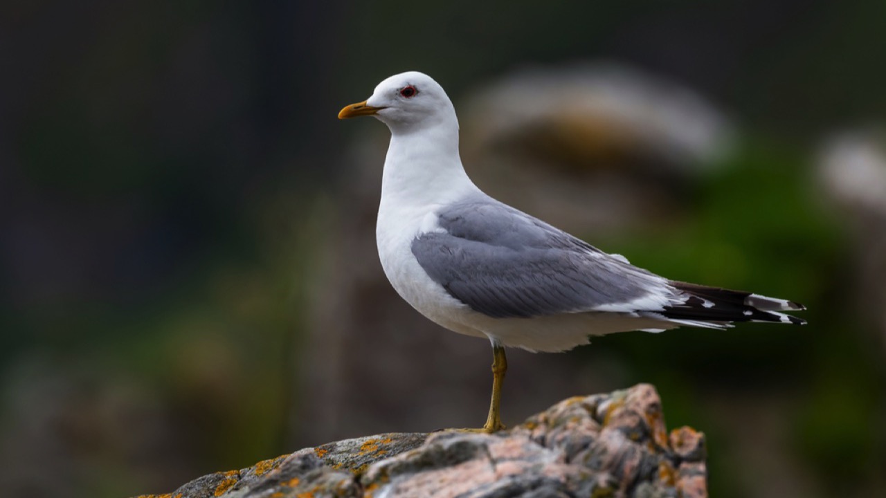 Common Gull