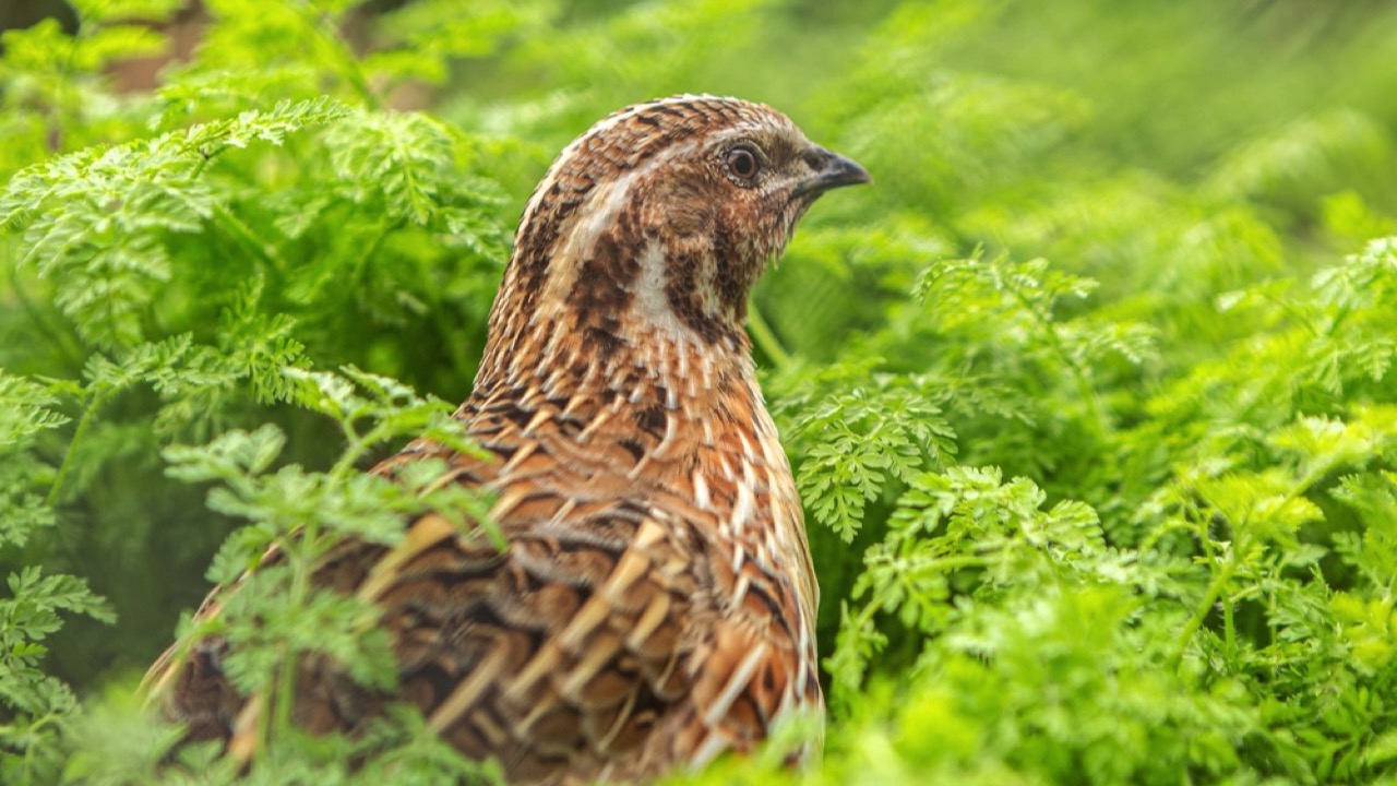 common quail